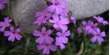 Flor  violeta pequeña